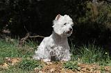 WESTIE 018
